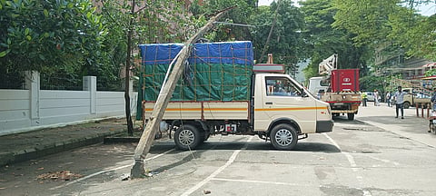 tree fallen