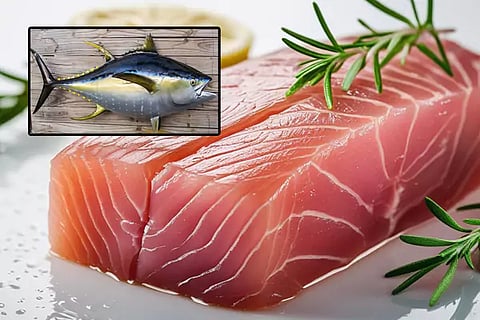Tuna Fish Benefits
