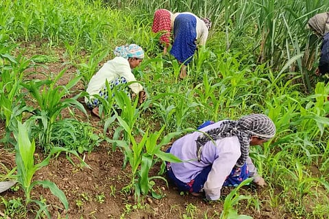 weed of mullusajje threaten for maize