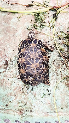 ನಕ್ಷತ್ರ ಆಮೆ