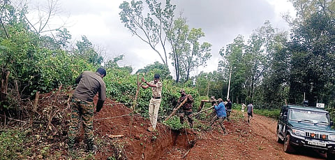 8skpp1 forest otthvari teravu
