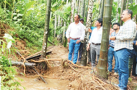 ARECA LOSS