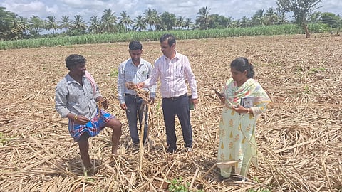 Rootworm is a problem for sugarcane Mandya