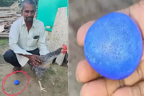 Blue Egg