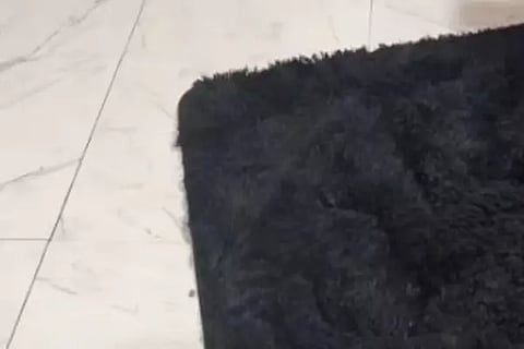 Optical Illusion Challenge