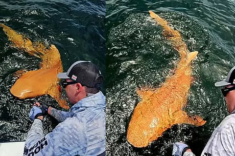 Orange Shark
