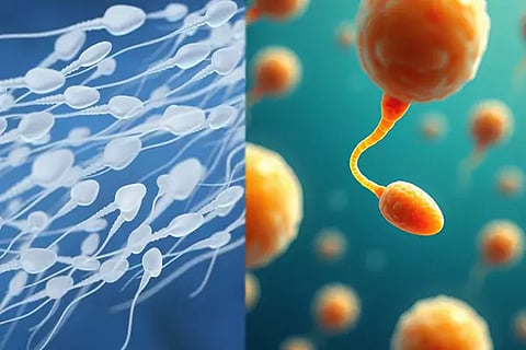 Sperm Count