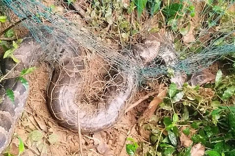 Two pythons trapped in a trap rescued