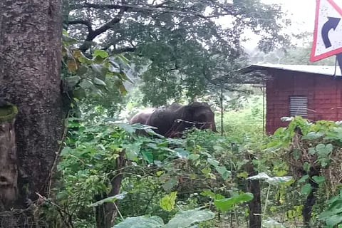 bhr elephantee