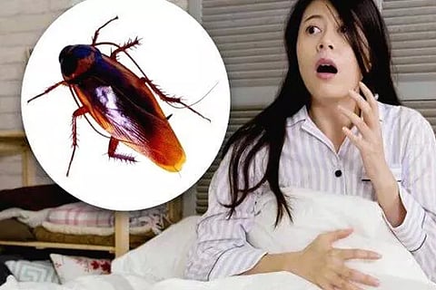 Cockroach