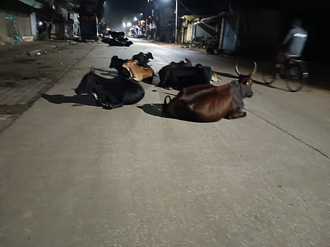 cow