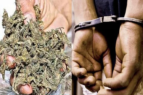 ganja case areest