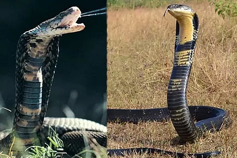 King Cobra