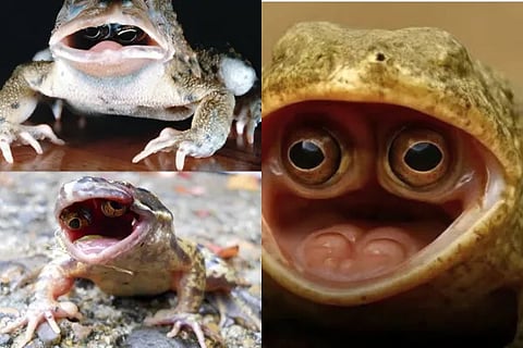 frog