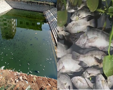 ಕೆರೆ, ಕಲ್ಯಾಣಿಯಲ್ಲಿ ಮೀನುಗಳ ಸಾವು,