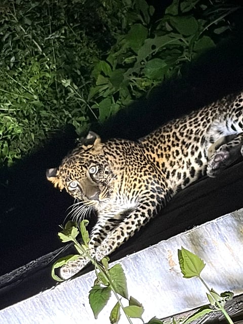 leopard-movement-worries-people-in-dandeli