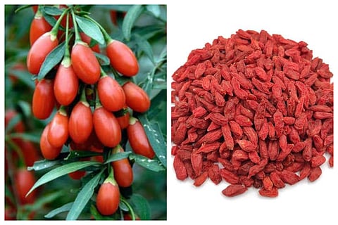 Goji Berries For Eye Health