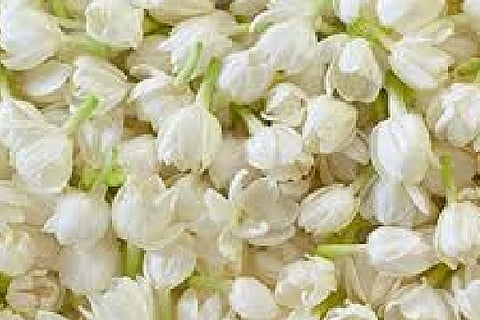ಮಲ್ಲಿಗೆ