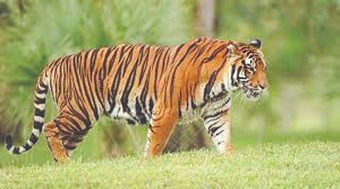 ರಾಜ್ಯದಲ್ಲಿ ಹುಲಿ, ಚಿರತೆಗಳ ಉಪಟಳ