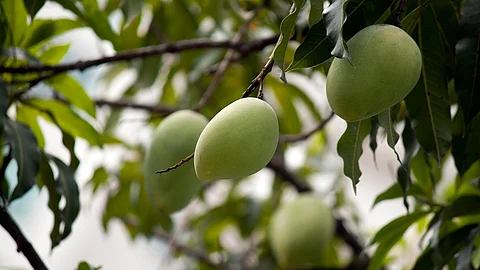 आम का पेड़ (प्रतीकात्मक तस्वीर)