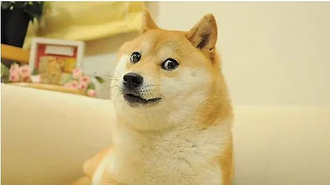 Kabosu