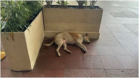 ताज होटल में आवारा कुत्ता