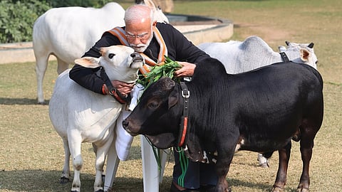 Decoding the Punganur Breed: Why These Cows Deserve PM Modi's Attention