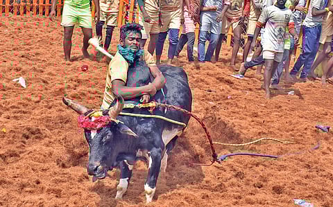 Jallikattu