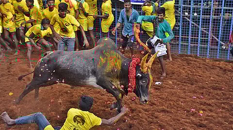 Madurai Police Announce Strict Guidelines for Avaniyapuram Jallikattu Event