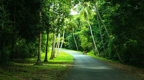 పపువా న్యూ గినియా: హైలాండ్స్ లో గిరిజనుల దాడిలో 50 మందికి పైగా మృతి!
