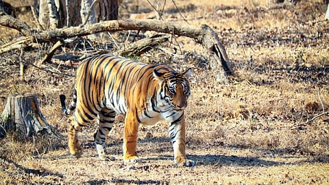 కబినిలో థ్రిల్లర్ రైడ్..