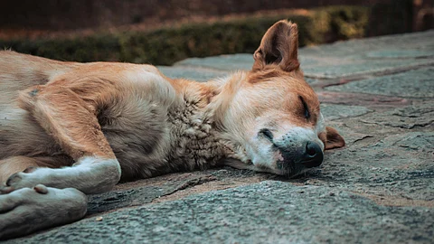 Stray Dogs Delhi