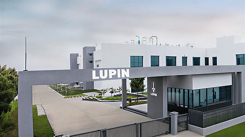 Lupin