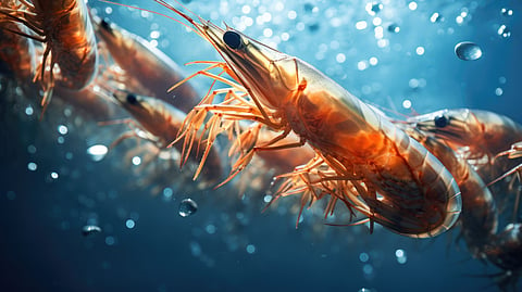 Shrimp aquaculture: "renewed optimism" for global production in 2024