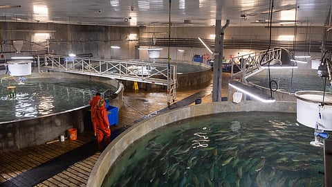 RAS tanks at Sustainable Blue's facility in Centre Burlington, Nova Scotia, Canada.