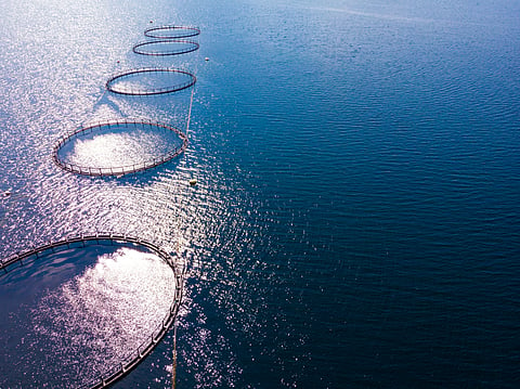 Singapore promotes aquaculture opportunities through a sea space farming tender