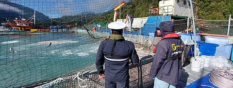 Chile's National Fisheries and Aquaculture Service (Sernapesca) is monitoring and controlling the massive mortality of salmonids in the Reloncaví estuary reported by several salmon farms.