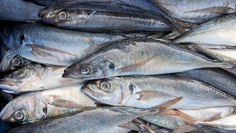 The Peruvian Ministry of Production (Produce) concludes the reproductive ban by reopening the jack mackerel fishery and increasing the catch limit.