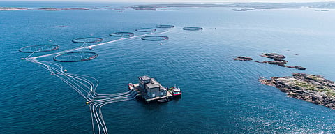 Lerøy's 14,000 escaped salmon may be carrying serious diseases