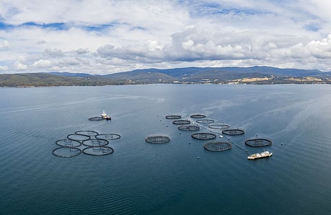 Aerial view of a large salmon fish farm off the coast of Tinderbox in the local government area of Kingborough in the Hobart region of Tasmania, Australia.