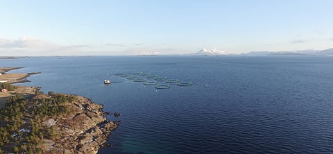 The new farm with suspected pancreas disease is site 18936 Igerøy Ø, located in the municipality of Vega, Nordland county, Norway, and is operated by Nova Sea.