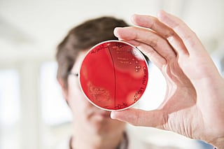 Pictured: A Nofima researcher investigates bacterial cultures in the lab.