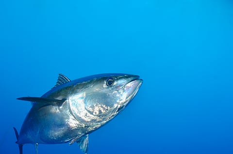 An Atlantic bluefin tuna in the wild. Juveniles of the species may be forced out of their traditional nursery grounds in the Mediterranean as water temperatures continue to rise over the next 50 years.