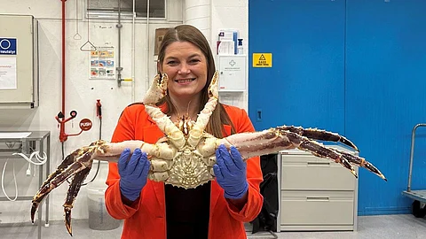Minister of Fisheries and Oceans Cecilie Myrseth holding a crab. According to the quotas set by 2024, next year Norwegian fishermen will be able to catch more snow crab and less king crab.