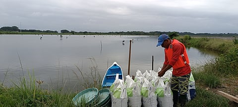 Blue Impact BioMar feed at the Edpacific fish farm in Ecuador. Both companies have teamed up with Auchan and Earthworm Foundation to launch a new sustainable shrimp product.