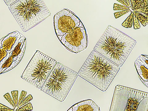 Study reveals that when climate warming reduces phytoplankton levels by just 16-26%, the carrying capacity for fish plummets by 38-55%. Pictured: Diatom phytoplankton under the microscope.
