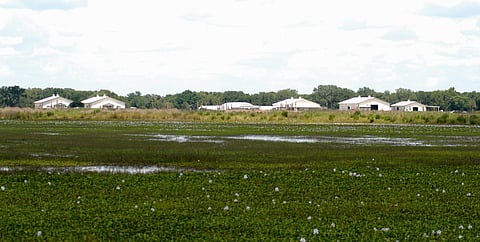 Florida farmers get hands-on aquaculture experience with new Mote program