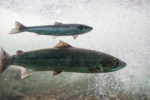 The proposed new oral vaccine will target the biology of the salmon louse during its parasitic phase.