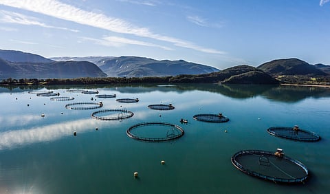 Benchmark drives sustainability in aquaculture by delivering products and solutions that improve farming efficiency and animal health and welfare for aquaculture producers.
