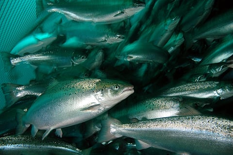 Salmon in a cage.
